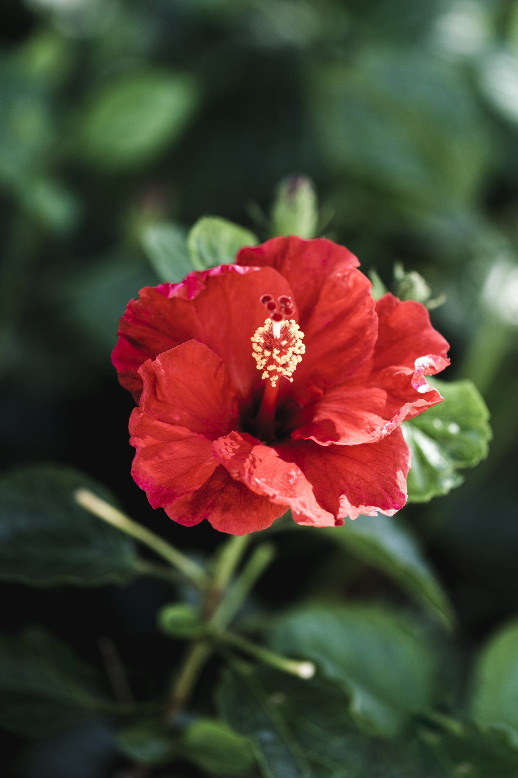detail-tropical-red-flower