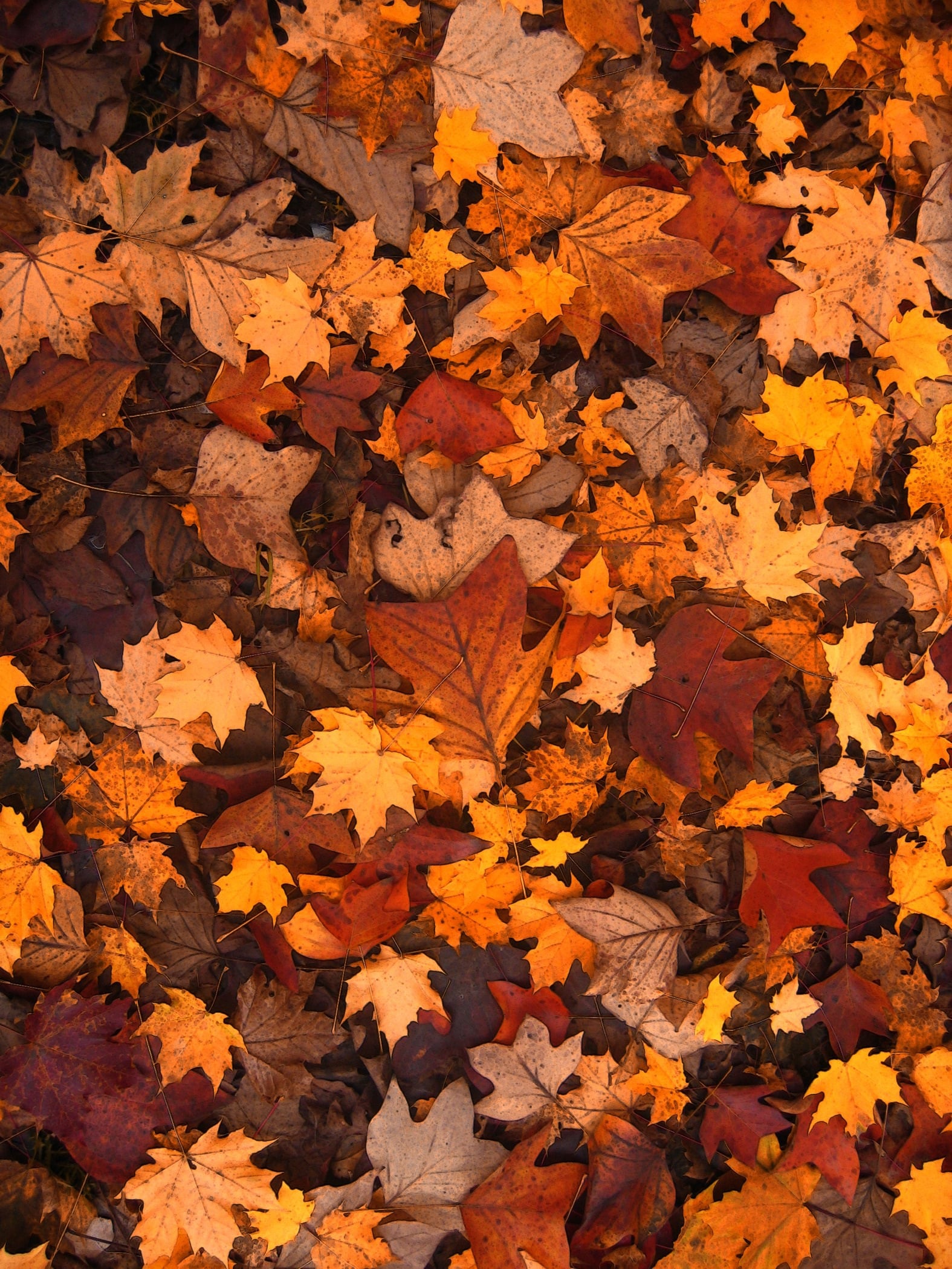 geralt-autumn-111315
